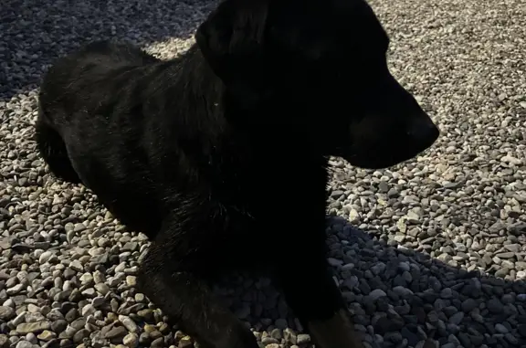 Собака Лабрадор найдена на Минской улице, адрес для возврата - Минская улица, 63.