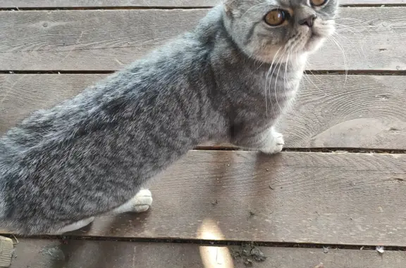 Домашняя кошка найдена на Лесной улице, Некрасово