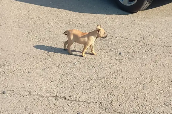 Найден щенок на Виноградной улице, Краснодар