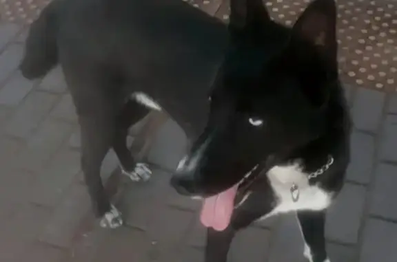 Пропала собака Филя на Тургеневской улице