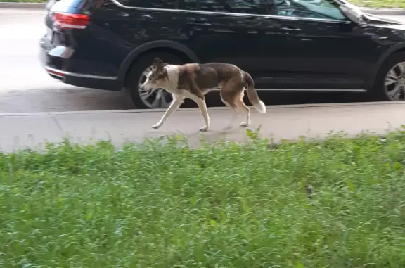 Собака в стрессе на Талдомской ул. 17к1, Москва