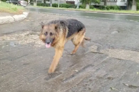 Пропала собака на ул. Дзержинского, 88 в Тольятти