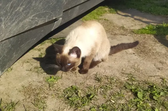 Сиамский кот на Москворецкой набережной.