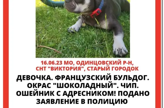 Пропала собака в Московской области (с фото)