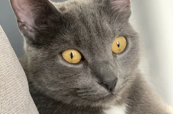 Кошки потеряшки, Санкт-Петербург, фото: Потеряшка кошка на ул. Подвойского, 13 к2, СПб.