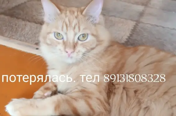 Пропала кошка в Красноярском крае 04Н-942