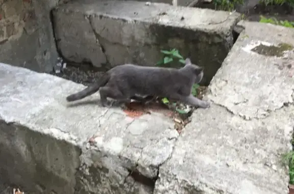 Кошка найдена на улице Восстания, 58 в Екатеринбурге.