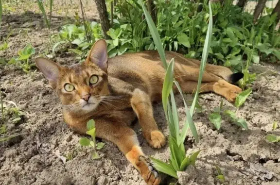 Пропал абиссинский кот в районе Терепец, Калуга