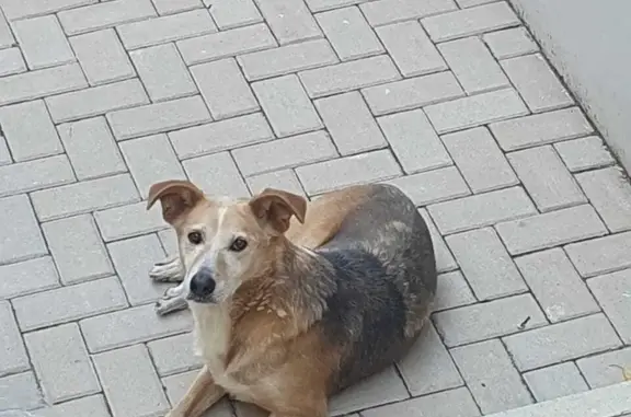 Собака найдена на Ленинском проспекте, нужен хозяин!
