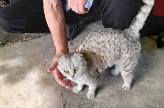 Кошка Кошечка на даче в Тамбовской области
