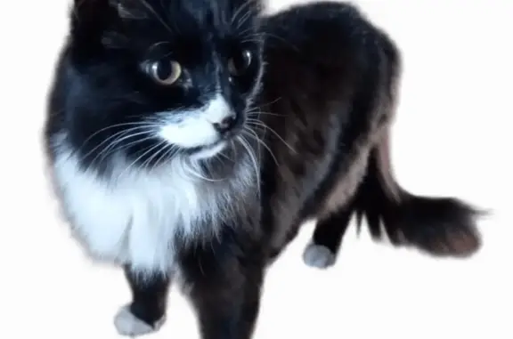 Кошка найдена в Иваново, жильцы отказываются признавать ее питомцем