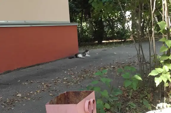 Пропал кот на улице Козлова, 109 в Коломне