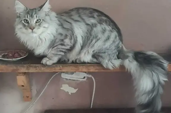 Кошки потеряшки, Санкт-Петербург, фото: Потеряшка кошка на улице Симонова, 10 к1 в СПб