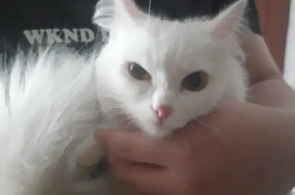 Найдена белая кошка с ошейником на ул. Нефтяников 1а