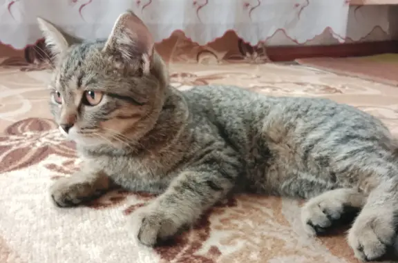 Найдена кошка на Андреевской улице, Бийск