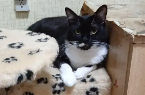 Пропала домашняя кошка на Азовской улице, 79, Цвет: чёрный с белыми лапками и грудкой.