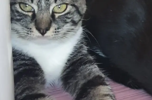 Кошки потеряшки, Санкт-Петербург, фото: Потеряшка кошка Калинка на ул. Белы Куна, СПб