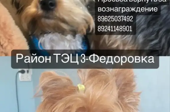 Пропала собака Йорк в Хабаровске