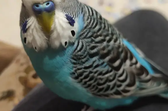 Потерянные животные Тверская область, фото: Пропал волнистый попугайчик в районе СНТ Светлый, возможно перелетел в Шаблино или СНТ Тверца.