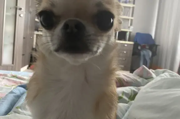 Собаки потеряшки, Краснодар, фото: Потеряшка Чихуахуа на ул. Фадеева, 50, Краснодар