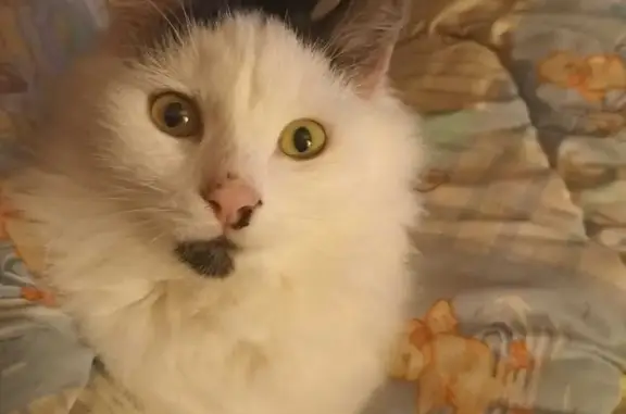 Пропала кошка Масик, белый с чёрным окрасом, Свердловская область.