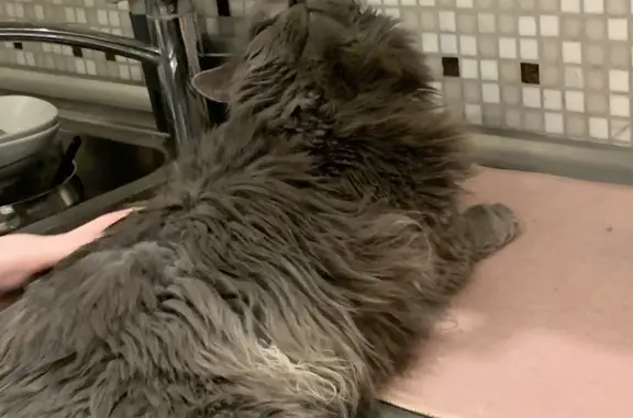 Пропала серая кошка в Лесколовском поселении