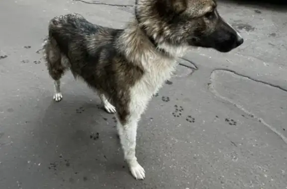 Собака найдена на Волгоградском проспекте (Москва)
