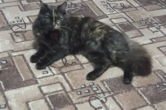 Пропала кошка на улице Ленина, 12 в Трёхгорном