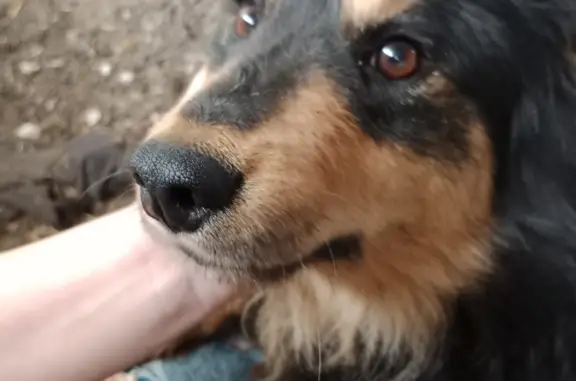 Пропала собака Филя на ул. Дзержинского, Болгар