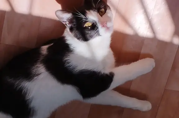 Пропала кошка в Челябинске, выпала с балкона