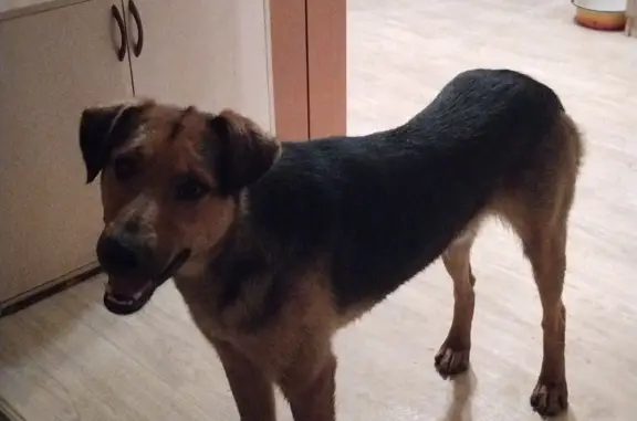 Собака найдена в Криволучье, Тамбовская область