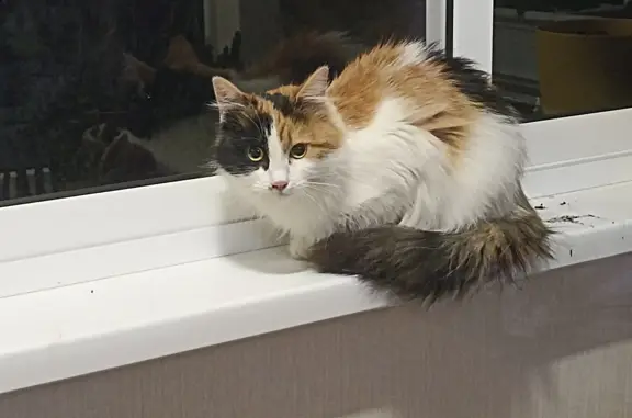 Найденные животные Ростов-на-Дону, фото: Найдена молодая трёхцветная кошка на 32-й линии в Ростове-на-Дону.