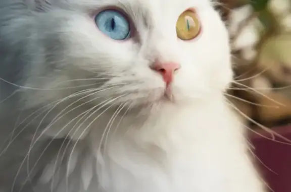Пропал белый кот с разными глазами в Ленинградской области