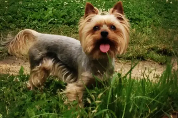 Собаки потеряшки, , фото: Потеряшка собака в Горшково, А-108: Йоркширский терьер, возраст 13-14 лет.