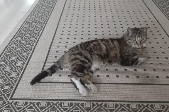 Кошки потеряшки, Иркутск, фото: Потеряшка кошка на Грибоедова, 30 в Иркутске