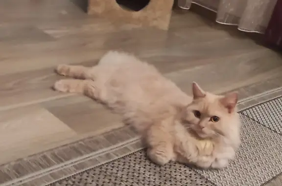 Пропала кошка в Перми