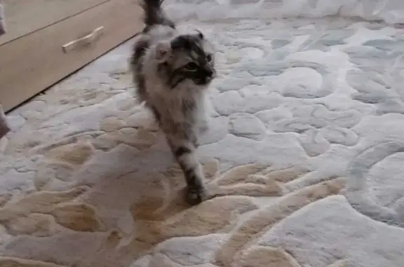Пропала кошка Азалия, ул. Мелик-Карамова, Сургут