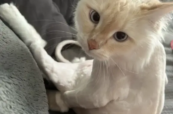 Кошки потеряшки, Екатеринбург, фото: Потеряшка кошка на Московской, 48 в Екатеринбурге.