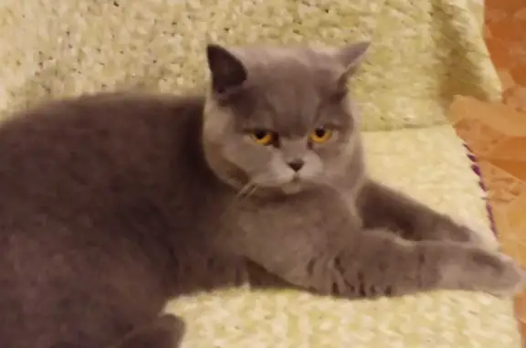 Кошки потеряшки, Тольятти, фото: Потеряшка кошка Кот на Непорожнего, 35 в Тольятти