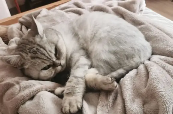 Кошки потеряшки, Тольятти, фото: Потеряшка кошка на улице Шлютова, 38, Тольятти