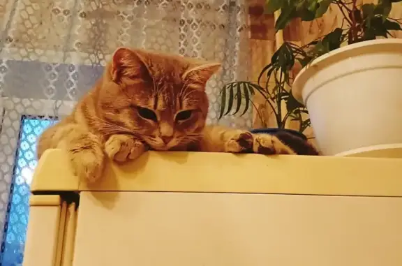 Кошки потеряшки, Новосибирск, фото: Потеряшка серая кошка с ул. Б. Богаткова, 183