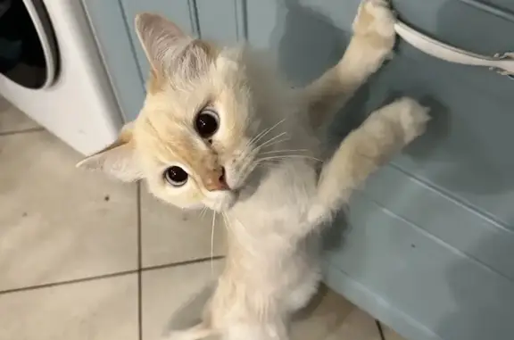 Кошки потеряшки, Екатеринбург, фото: Потеряшка кот Белый на Московской, 48, Екатеринбург