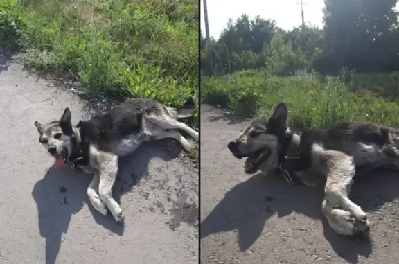 Найдена собака в Стерлитамаке с поврежденной лапой