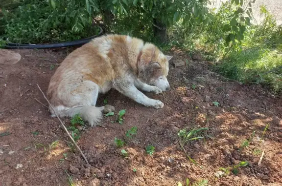 Найдена собака с ошейником в СНТ Городок, Татарстан