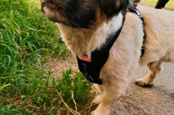 Найдена собака, Ши-тцу, возраст 3 года, без клейма и чипа, на Зелёной улице, 3, Юрочкино