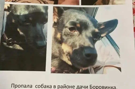 Пропала собака Джесси на ул. Абдуллы Курбанова