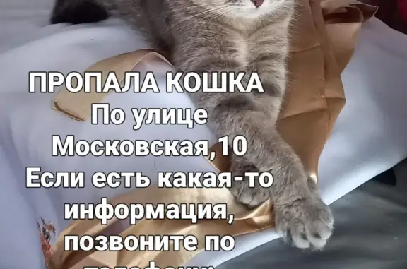 Пропала кошка на Московской, 10