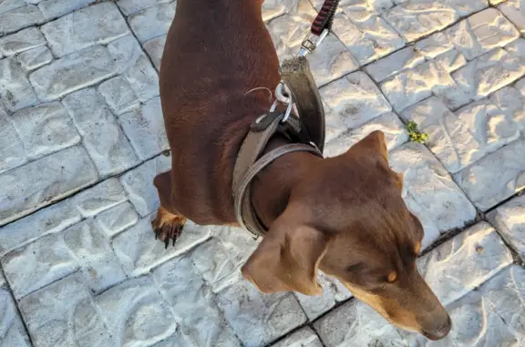 Найдена собака на улице Высоцкого, Томск