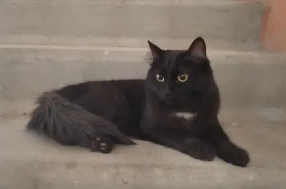 Найдена черная кошка на ул. Говорова, 41 в Томске