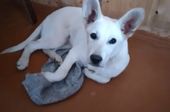 Пропала собака на Москворецкой набережной, белая с огромными ушами.